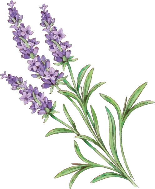 Huile Essentielle lavande vraie fine officinale